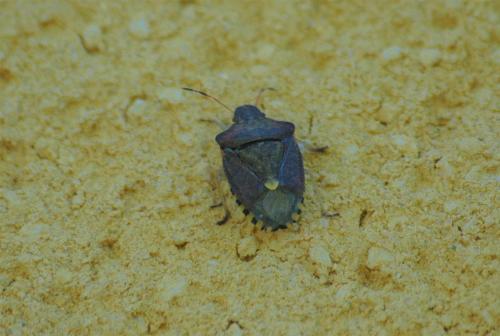 Peribalus strictus vernalis